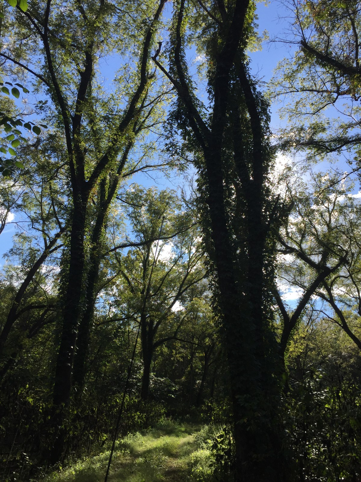Turning Over a New&nbsp;Tree